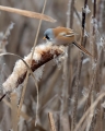 Ime datoteke=Brkata_sinica_Bearded_tit_Panurus_biarmicus_Timalije_Timaliidae_29.jpg
Velikost datoteke=300KB
Dimenzija=720x900
Datum objave=04.09.2017 Brkata_sinica_Bearded_tit_Panurus_biarmicus_Timalije_Timaliidae_29.jpg