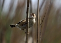 Brskinka_Fan_tailed_warbler_09.jpg
