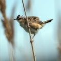 Brskinka_Fan_tailed_warbler_13.jpg