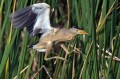 Capljica_Little_bittern_11.jpg