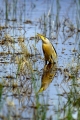 Capljica_Little_bittern_23.jpg