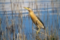 Ime datoteke=Capljica_Little_bittern_28.jpg
Velikost datoteke=317KB
Dimenzija=900x600
Datum objave=18.09.2014 Capljica_Little_bittern_28.jpg