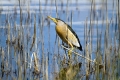 Ime datoteke=Capljica_Little_bittern_29.jpg
Velikost datoteke=341KB
Dimenzija=900x600
Datum objave=18.10.2014 Capljica_Little_bittern_29.jpg
