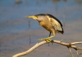 Ime datoteke=Capljica_Little_bittern_33.jpg
Velikost datoteke=221KB
Dimenzija=900x632
Datum objave=15.03.2015 Capljica_Little_bittern_33.jpg