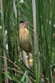 Ime datoteke=Capljica_Little_bittern_58.jpg
Velikost datoteke=310KB
Dimenzija=600x900
Datum objave=04.09.2017 Capljica_Little_bittern_58.jpg