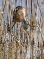 Capljica_Little_bittern_80.jpg