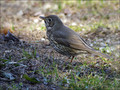 Ime datoteke=Cikovt_Song_thrush_05.jpg
Velikost datoteke=317KB
Dimenzija=802x604
Datum objave=01.11.2010 Cikovt_Song_thrush_05.jpg