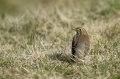 Ime datoteke=Cikovt_Song_thrush_06.jpg
Velikost datoteke=319KB
Dimenzija=950x633
Datum objave=01.06.2014 Cikovt_Song_thrush_06.jpg