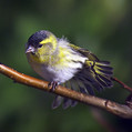 Cizek_Siskin_Carduelis_spinus__12.jpg