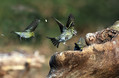 Ime datoteke=Cizek_Siskin_Carduelis_spinus__14.jpg
Velikost datoteke=146KB
Dimenzija=800x526
Datum objave=15.02.2010 Cizek_Siskin_Carduelis_spinus__14.jpg