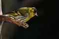 Cizek_Siskin_Carduelis_spinus__15.jpg