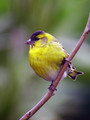 Ime datoteke=Cizek_Siskin_Carduelis_spinus__17.jpg
Velikost datoteke=162KB
Dimenzija=600x800
Datum objave=21.10.2010 Cizek_Siskin_Carduelis_spinus__17.jpg