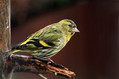 Ime datoteke=Cizek_Siskin_Carduelis_spinus__18.jpg
Velikost datoteke=143KB
Dimenzija=800x533
Datum objave=30.03.2011 Cizek_Siskin_Carduelis_spinus__18.jpg