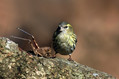 Ime datoteke=Cizek_Siskin_Carduelis_spinus__19.jpg
Velikost datoteke=142KB
Dimenzija=800x533
Datum objave=05.04.2011 Cizek_Siskin_Carduelis_spinus__19.jpg