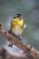 Ime datoteke=Cizek_Siskin_Carduelis_spinus__22.jpg
Velikost datoteke=277KB
Dimenzija=600x900
Datum objave=17.07.2013 Cizek_Siskin_Carduelis_spinus__22.jpg