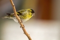 Ime datoteke=Cizek_Siskin_Carduelis_spinus__26~0.jpg
Velikost datoteke=220KB
Dimenzija=900x600
Datum objave=17.11.2013 Cizek_Siskin_Carduelis_spinus__26~0.jpg