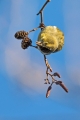 Cizek_Siskin_Carduelis_spinus__30.jpg