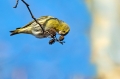 Ime datoteke=Cizek_Siskin_Carduelis_spinus__31.jpg
Velikost datoteke=200KB
Dimenzija=950x633
Datum objave=13.02.2015 Cizek_Siskin_Carduelis_spinus__31.jpg