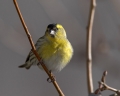 Ime datoteke=Cizek_Siskin_Carduelis_spinus__41.jpg
Velikost datoteke=183KB
Dimenzija=900x720
Datum objave=18.06.2017 Cizek_Siskin_Carduelis_spinus__41.jpg