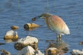 Copasta_caplja_Squacco_heron_Ardeola_ralloides_Caplje_Ardeidae_14.jpg