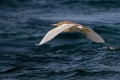 Copasta_caplja_Squacco_heron_Ardeola_ralloides_Caplje_Ardeidae_20.jpg