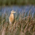 Copasta_caplja_Squacco_heron_Ardeola_ralloides_Caplje_Ardeidae_22.jpg