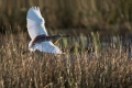 Copasta_caplja_Squacco_heron_Ardeola_ralloides_Caplje_Ardeidae_23.jpg