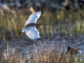 Copasta_caplja_Squacco_heron_Ardeola_ralloides_Caplje_Ardeidae_29.jpg