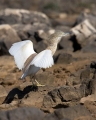 Copasta_caplja_Squacco_heron_Ardeola_ralloides_Caplje_Ardeidae_32.jpg