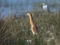 Copasta_caplja_Squacco_heron_Ardeola_ralloides_Caplje_Ardeidae_33.jpg