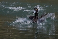 Ime datoteke=Copasta_crnica_Tufted_duck_Aythya_fuligula_07.jpg
Velikost datoteke=310KB
Dimenzija=900x600
Datum objave=14.06.2015 Copasta_crnica_Tufted_duck_Aythya_fuligula_07.jpg