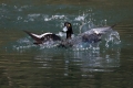 Ime datoteke=Copasta_crnica_Tufted_duck_Aythya_fuligula_08.jpg
Velikost datoteke=287KB
Dimenzija=900x600
Datum objave=10.08.2015 Copasta_crnica_Tufted_duck_Aythya_fuligula_08.jpg
