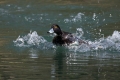 Ime datoteke=Copasta_crnica_Tufted_duck_Aythya_fuligula_09.jpg
Velikost datoteke=299KB
Dimenzija=900x600
Datum objave=23.09.2015 Copasta_crnica_Tufted_duck_Aythya_fuligula_09.jpg
