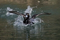 Ime datoteke=Copasta_crnica_Tufted_duck_Aythya_fuligula_10.jpg
Velikost datoteke=272KB
Dimenzija=900x600
Datum objave=16.04.2016 Copasta_crnica_Tufted_duck_Aythya_fuligula_10.jpg