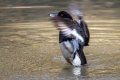 Ime datoteke=Copasta_crnica_Tufted_duck_Aythya_fuligula_11.jpg
Velikost datoteke=327KB
Dimenzija=900x600
Datum objave=01.07.2016 Copasta_crnica_Tufted_duck_Aythya_fuligula_11.jpg