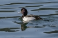 Ime datoteke=Copasta_crnica_Tufted_duck_Aythya_fuligula_12.jpg
Velikost datoteke=220KB
Dimenzija=900x600
Datum objave=13.09.2016 Copasta_crnica_Tufted_duck_Aythya_fuligula_12.jpg