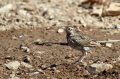 Ime datoteke=Copasti__skrjanec_Crested_lark_06.jpg
Velikost datoteke=324KB
Dimenzija=800x533
Datum objave=08.03.2014 Copasti__skrjanec_Crested_lark_06.jpg