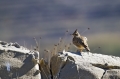 Ime datoteke=Copasti__skrjanec_Crested_lark_07.jpg
Velikost datoteke=323KB
Dimenzija=950x633
Datum objave=19.05.2012 Copasti__skrjanec_Crested_lark_07.jpg