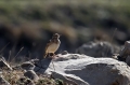 Ime datoteke=Copasti__skrjanec_Crested_lark_08.jpg
Velikost datoteke=322KB
Dimenzija=950x633
Datum objave=09.05.2014 Copasti__skrjanec_Crested_lark_08.jpg