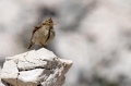 Ime datoteke=Copasti__skrjanec_Crested_lark_09.jpg
Velikost datoteke=208KB
Dimenzija=950x633
Datum objave=14.11.2014 Copasti__skrjanec_Crested_lark_09.jpg