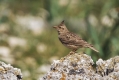 Ime datoteke=Copasti__skrjanec_Crested_lark_11.jpg
Velikost datoteke=277KB
Dimenzija=1000x667
Datum objave=13.03.2015 Copasti__skrjanec_Crested_lark_11.jpg