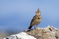 Ime datoteke=Copasti__skrjanec_Crested_lark_12.jpg
Velikost datoteke=231KB
Dimenzija=950x633
Datum objave=23.09.2015 Copasti__skrjanec_Crested_lark_12.jpg