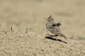 Ime datoteke=Copasti__skrjanec_Crested_lark_13.jpg
Velikost datoteke=155KB
Dimenzija=900x600
Datum objave=05.07.2016 Copasti__skrjanec_Crested_lark_13.jpg