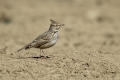 Ime datoteke=Copasti__skrjanec_Crested_lark_15.jpg
Velikost datoteke=219KB
Dimenzija=900x600
Datum objave=25.11.2016 Copasti__skrjanec_Crested_lark_15.jpg