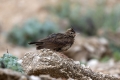 Ime datoteke=Copasti__skrjanec_Crested_lark_16.jpg
Velikost datoteke=250KB
Dimenzija=900x600
Datum objave=25.03.2017 Copasti__skrjanec_Crested_lark_16.jpg