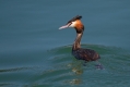 Copasti_ponirek_Great_crested_grebe_Podiceps_cristatus_Ponirek_Podicipedidae_10.jpg