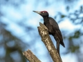 Ime datoteke=Crna_zolna_Black_woodpecker_04.jpg
Velikost datoteke=271KB
Dimenzija=900x675
Datum objave=18.06.2017 Crna_zolna_Black_woodpecker_04.jpg