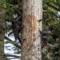 Ime datoteke=Crna_zolna_Black_woodpecker_05.jpg
Velikost datoteke=341KB
Dimenzija=750x750
Datum objave=20.12.2017 Crna_zolna_Black_woodpecker_05.jpg