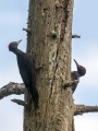 Ime datoteke=Crna_zolna_Black_woodpecker_08.jpg
Velikost datoteke=343KB
Dimenzija=675x900
Datum objave=08.03.2018 Crna_zolna_Black_woodpecker_08.jpg