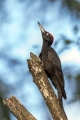 Ime datoteke=Crna_zolna_Black_woodpecker_10.jpg
Velikost datoteke=231KB
Dimenzija=600x900
Datum objave=31.03.2018 Crna_zolna_Black_woodpecker_10.jpg